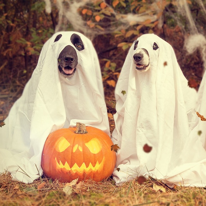 Howl-O-Ween Doggie Trick or Treat - logo